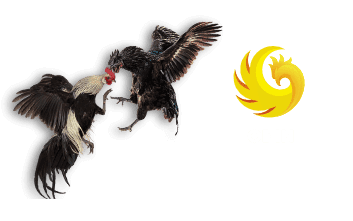 SODO66 SẢNH ODIN ĐÁ GÀ